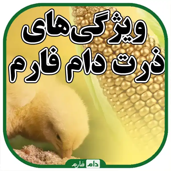 High-quality-corn-for-livestock-and-poultry