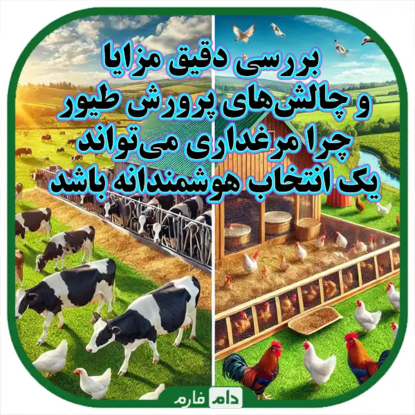 Livestock-or-poultry-farming,-which-one-has-better-profitability-and-management