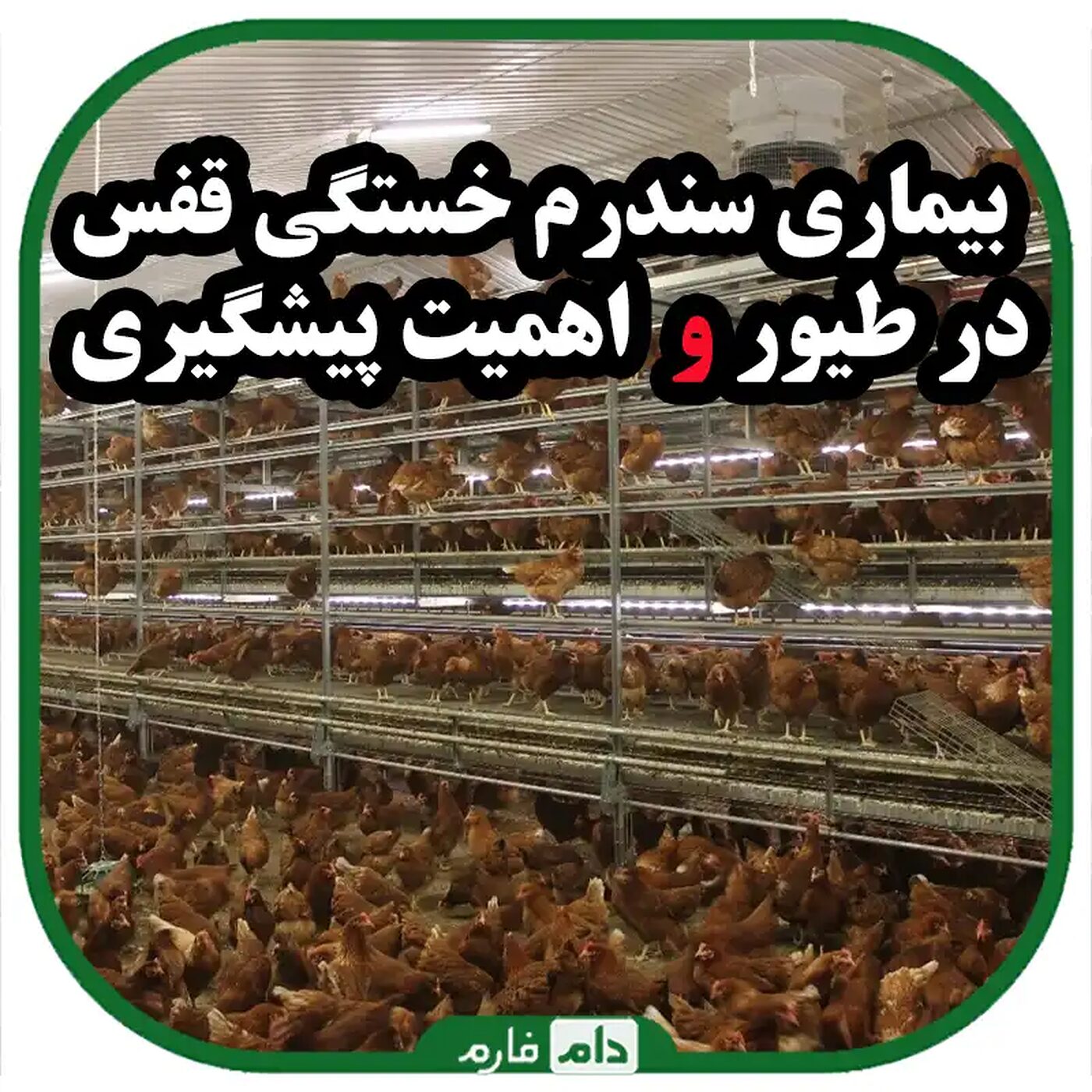 بیماری_سندرم_خستگی_قفس_در_طیور_:_اهمیت_پیشگیری