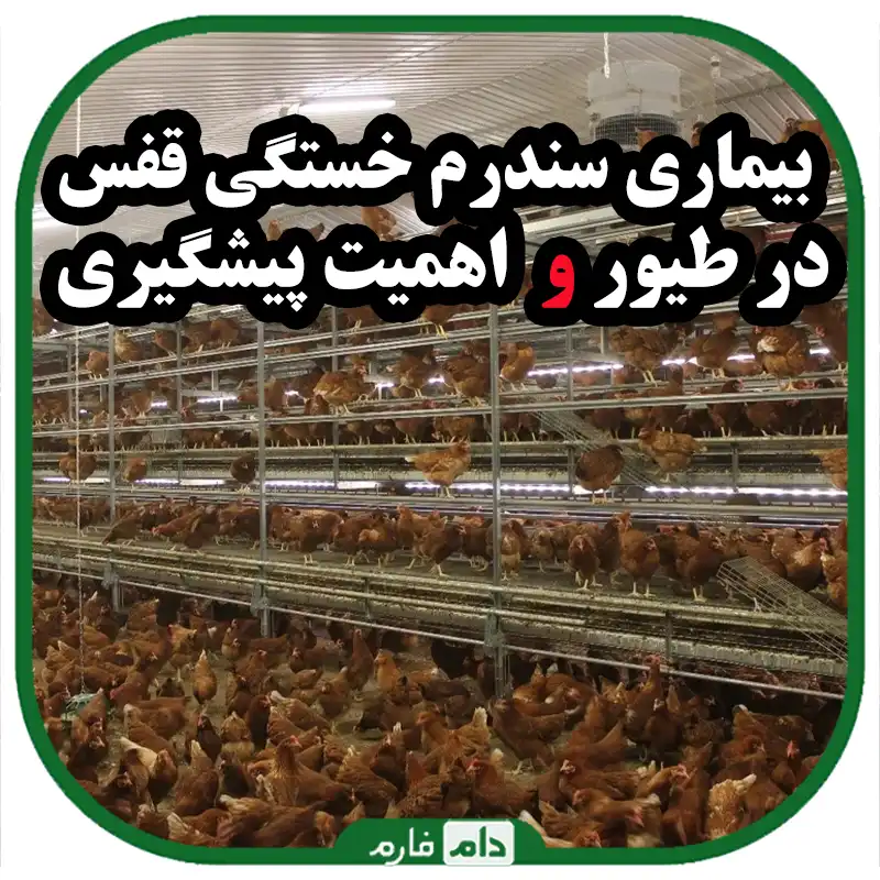 بیماری_سندرم_خستگی_قفس_در_طیور_:_اهمیت_پیشگیری