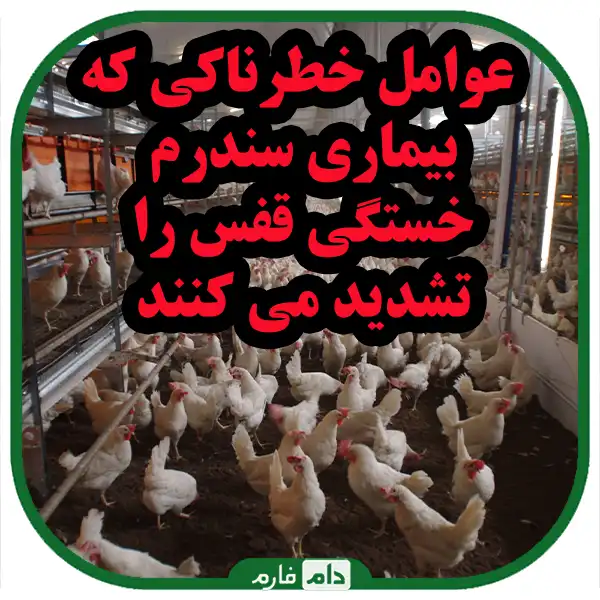 Cage-fatigue-syndrome-disease-in-poultry-the-importance-of-prevention