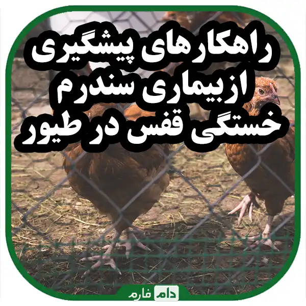 Cage-fatigue-syndrome-disease-in-poultry-the-importance-of-prevention