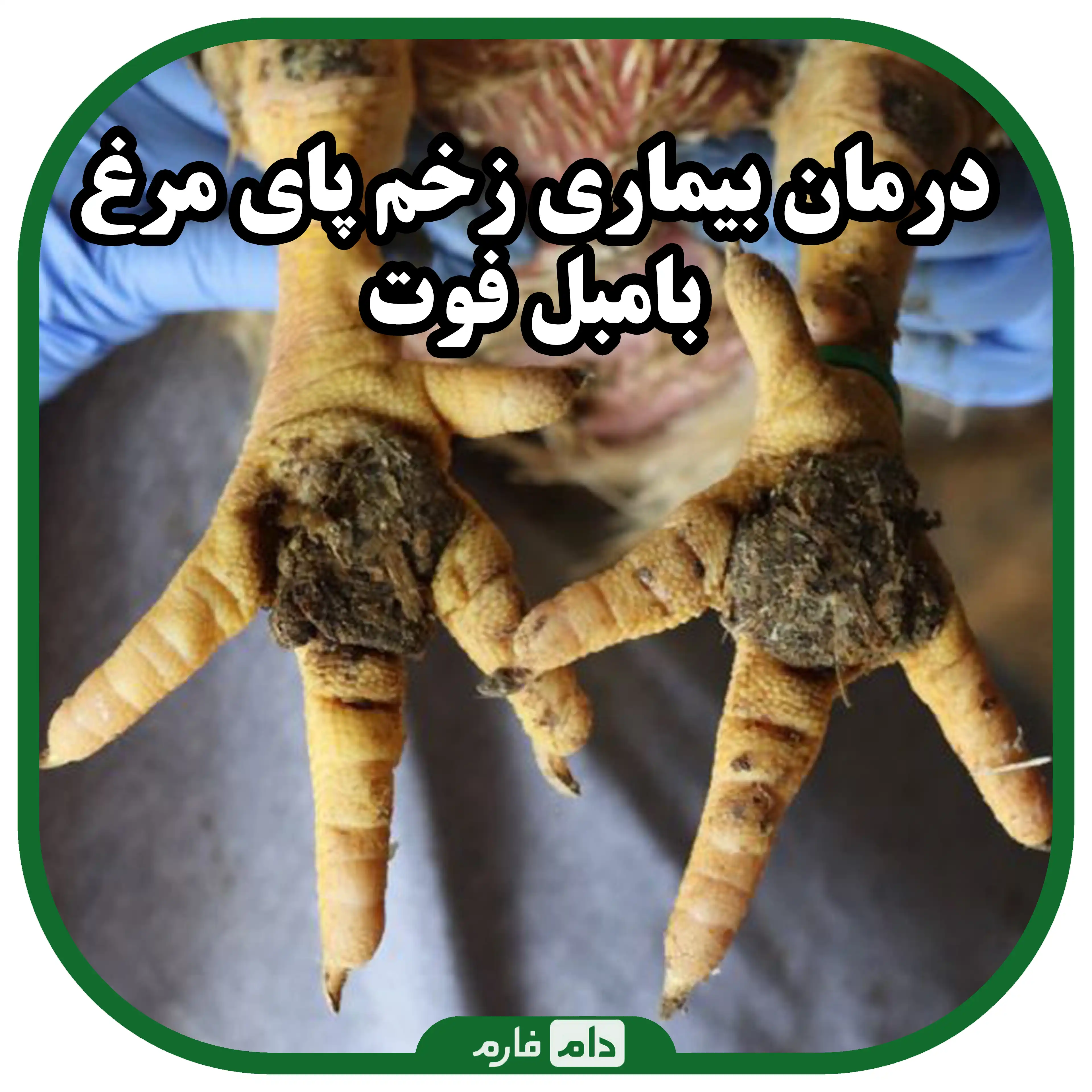 راهنمای_جامع_بیماری_پای_بامبل_یا_آبسهٔ_پا_در_جوجه_ها