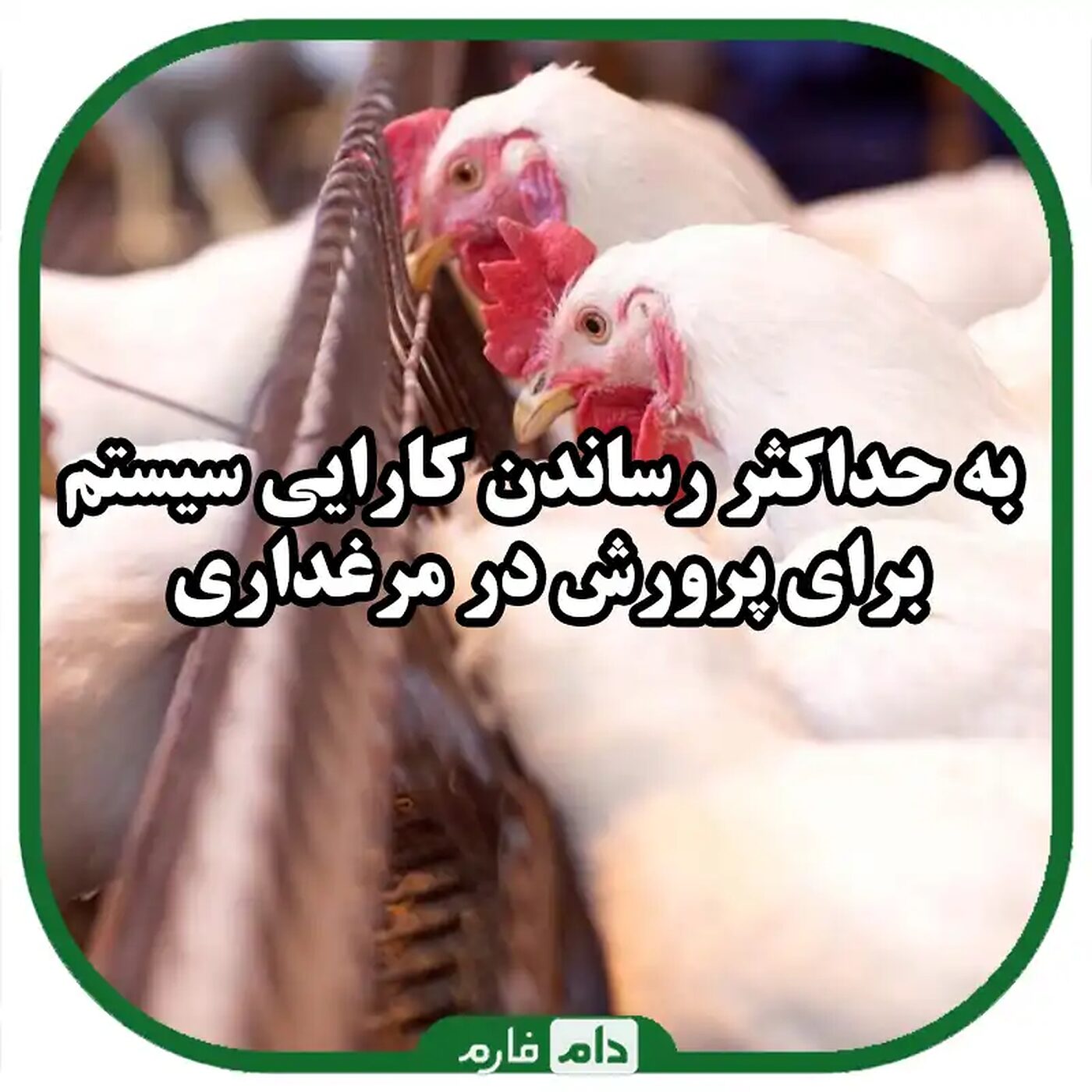 بهترین_سیستم_تغذیه_بهینه_برای_پرورش_در_مرغداری