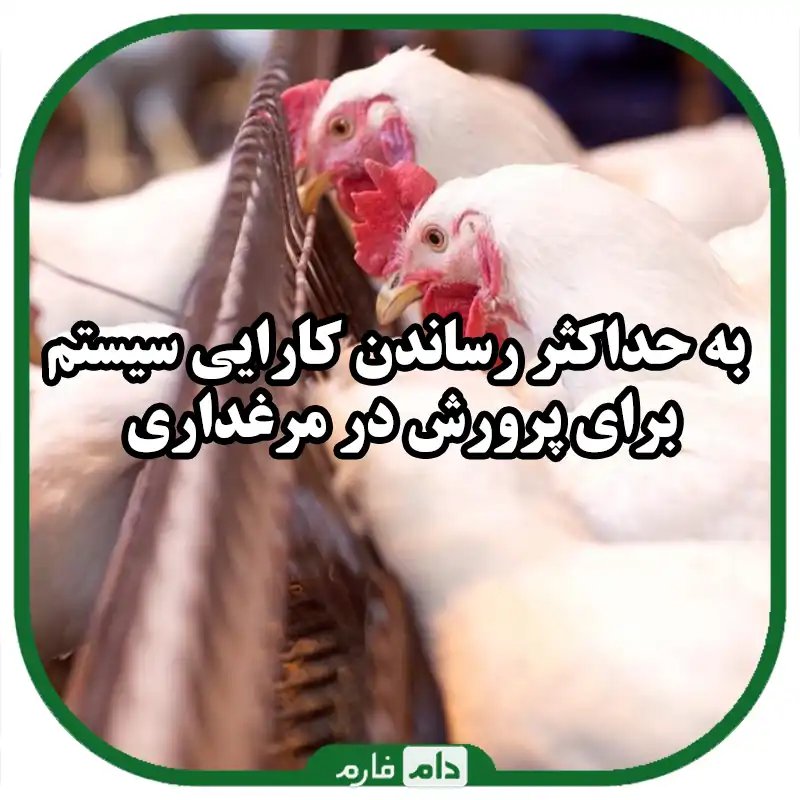 بهترین_سیستم_تغذیه_بهینه_برای_پرورش_در_مرغداری