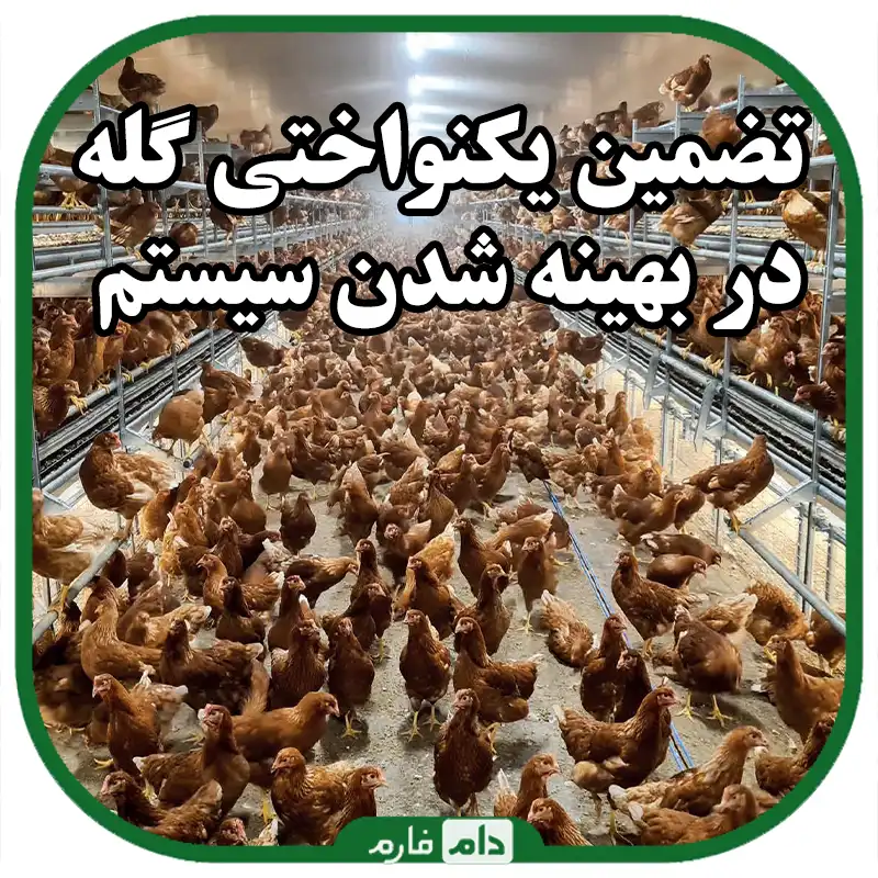 The-best-optimal-feeding-system-for-rearing-in-poultry