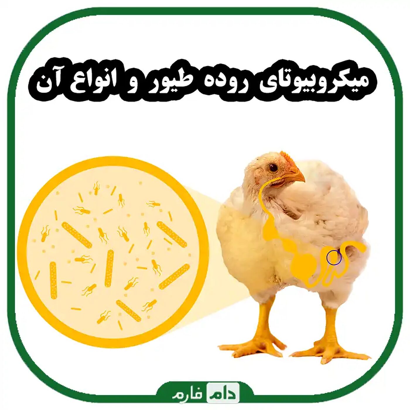میکروبیوتای_روده_طیور_و_انواع_آن_