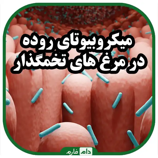 Poultry-intestinal-microbiota-and-its-types