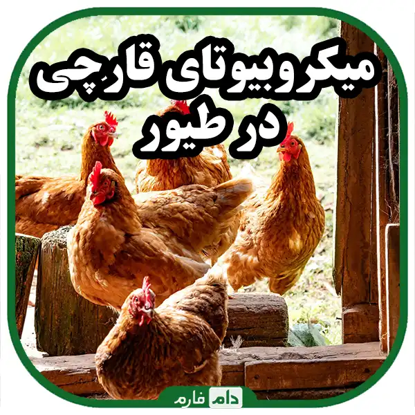 Poultry-intestinal-microbiota-and-its-types