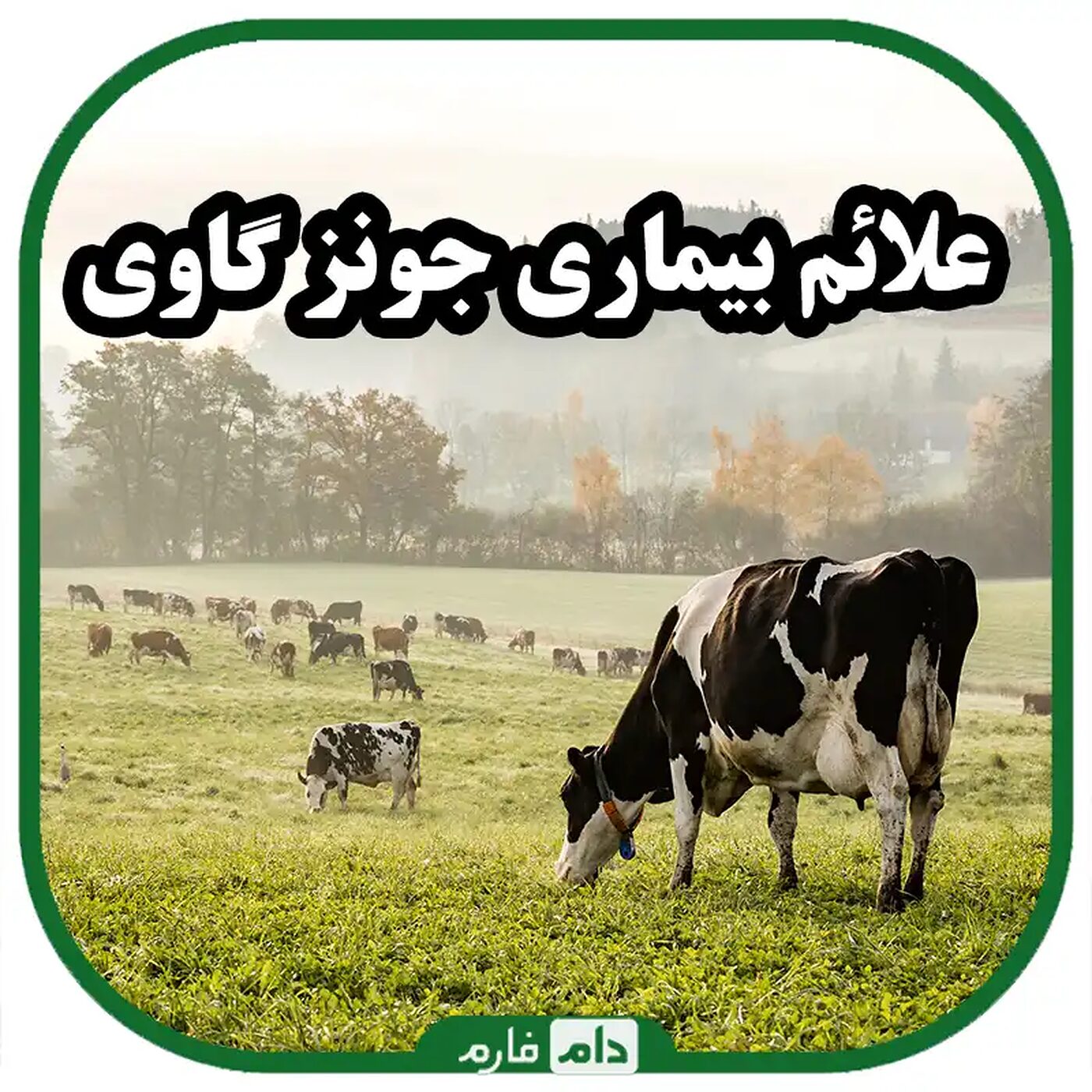 بیماری_جونز_گاوی_|_روش_مؤثر_در_کنترل_بیماری_جونز_