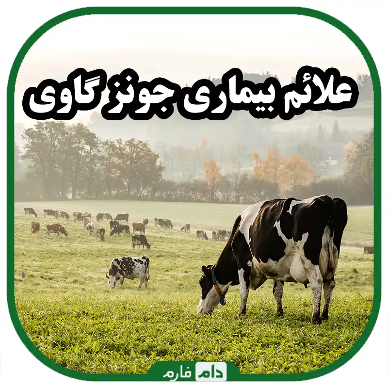 بیماری_جونز_گاوی_|_روش_مؤثر_در_کنترل_بیماری_جونز_