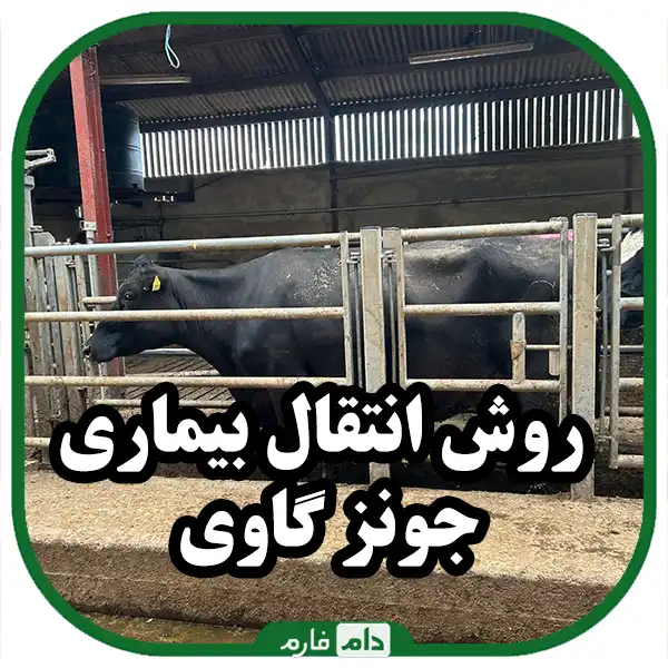 Jones-disease-of-cattle-Effective-method-in-controlling-Jones-disease