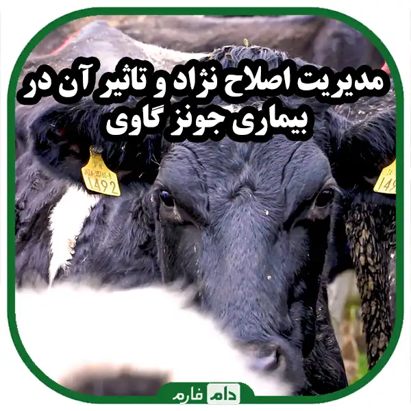 Jones-disease-of-cattle-Effective-method-in-controlling-Jones-disease