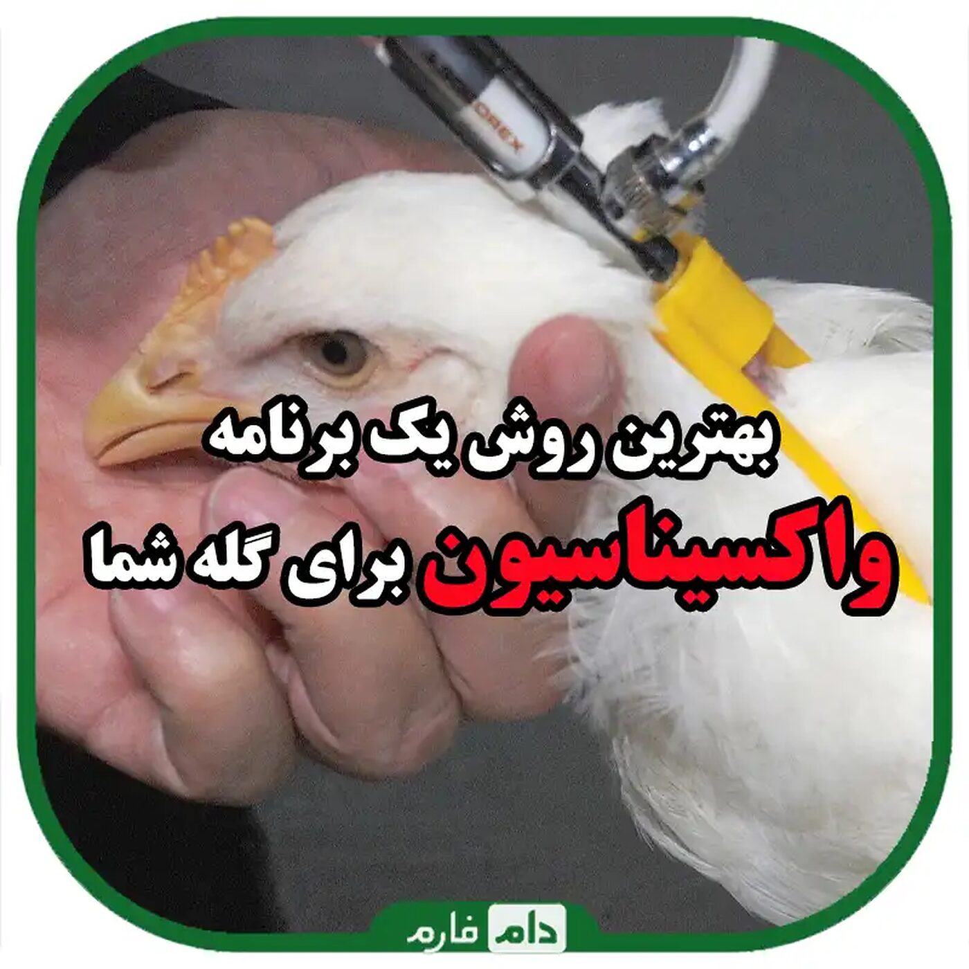 بهترین_روش_واکسیناسیون_طیور_