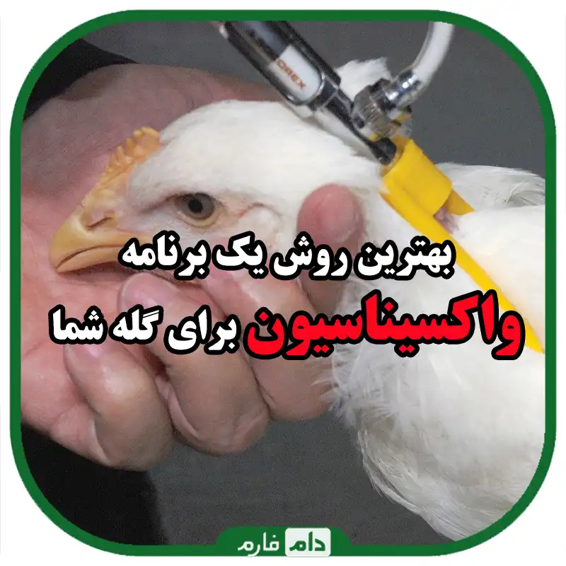 بهترین_روش_واکسیناسیون_طیور_