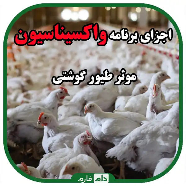 The-best-method-of-poultry-vaccination