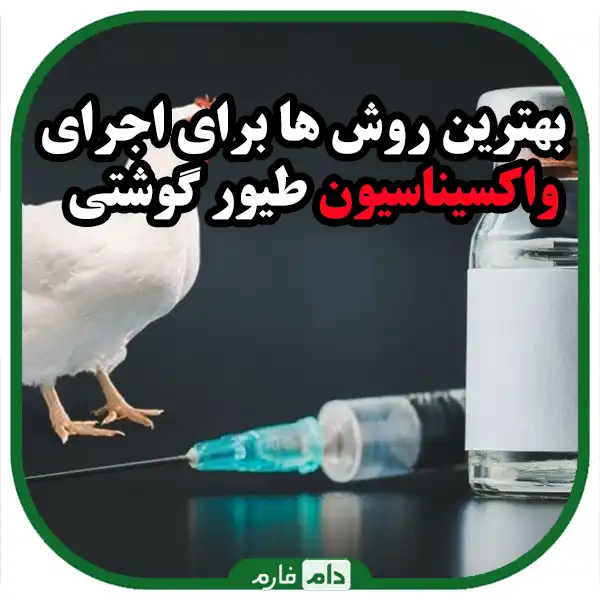 The-best-method-of-poultry-vaccination