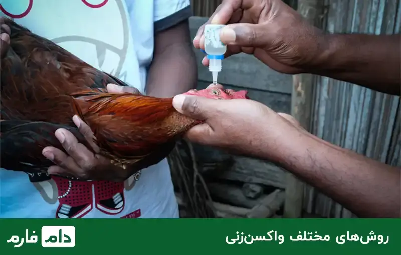 The-best-poultry-vaccine-Benefits-use-and-how-to-use-poultry-vaccines
