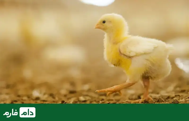 The-best-poultry-vaccine-Benefits-use-and-how-to-use-poultry-vaccines