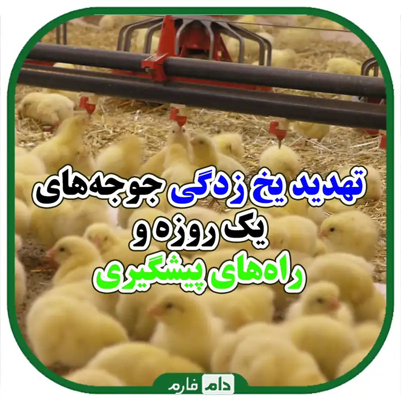 علائم_سرمازدگی_در_جوجه_گوشتی_یک_روزه_و_راهکارهای_پیشگیری