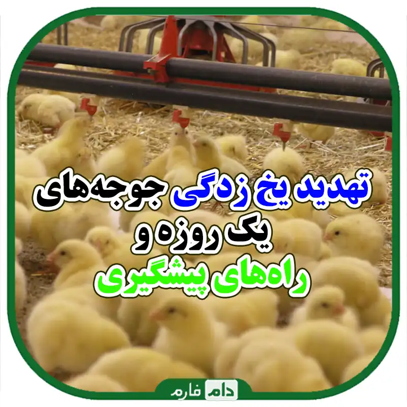 علائم_سرمازدگی_در_جوجه_گوشتی_یک_روزه_و_راهکارهای_پیشگیری