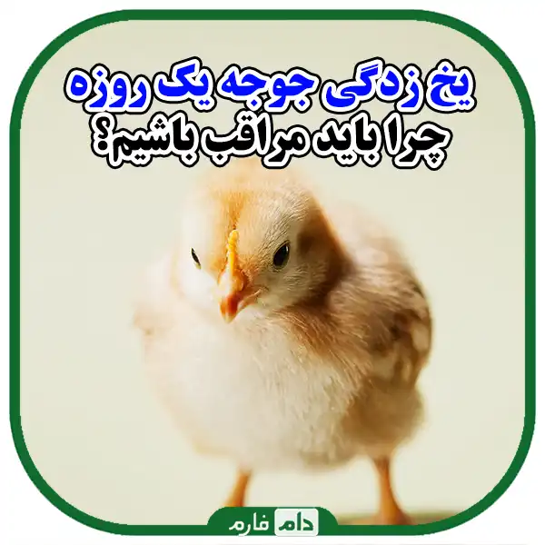 Symptoms-of-frostbite-in-one-day-old-broilers-and-water-solutions