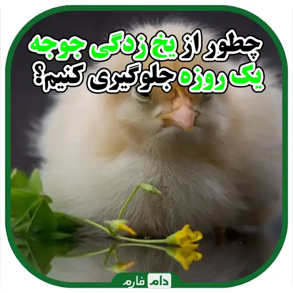 Symptoms-of-frostbite-in-one-day-old-broilers-and-water-solutions