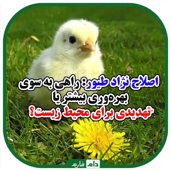 اثرات_زیست‌محیطی_اصلاح_نژاد_طیور:_چالش‌ها_و_فرصت‌ها