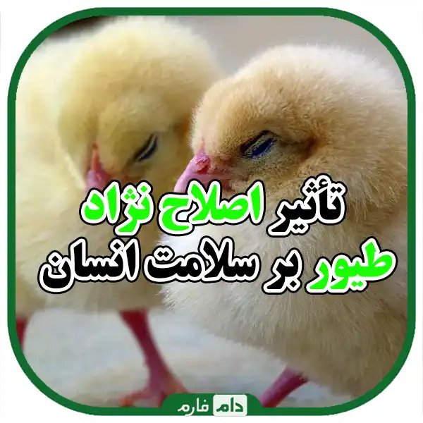 Ecology-of-Poultry-Breeding:-Challenges-and-Opportunities