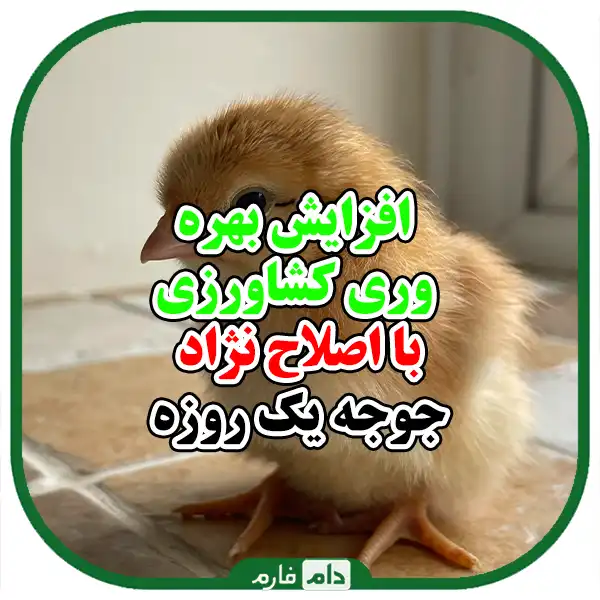 The-most-successful-breeding-projects-of-day-old-chickens