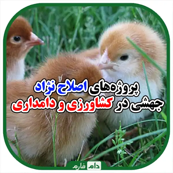 The-most-successful-breeding-projects-of-day-old-chickens