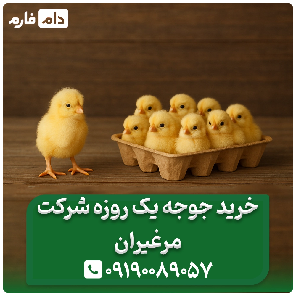 خرید_جوجه_یک_روزه_شرکت_مرغیران__09190089057