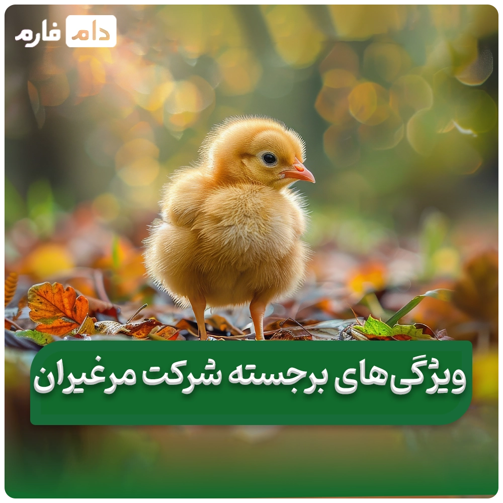 Buying-one-day-old-chicks-from-Marghiran-Company-