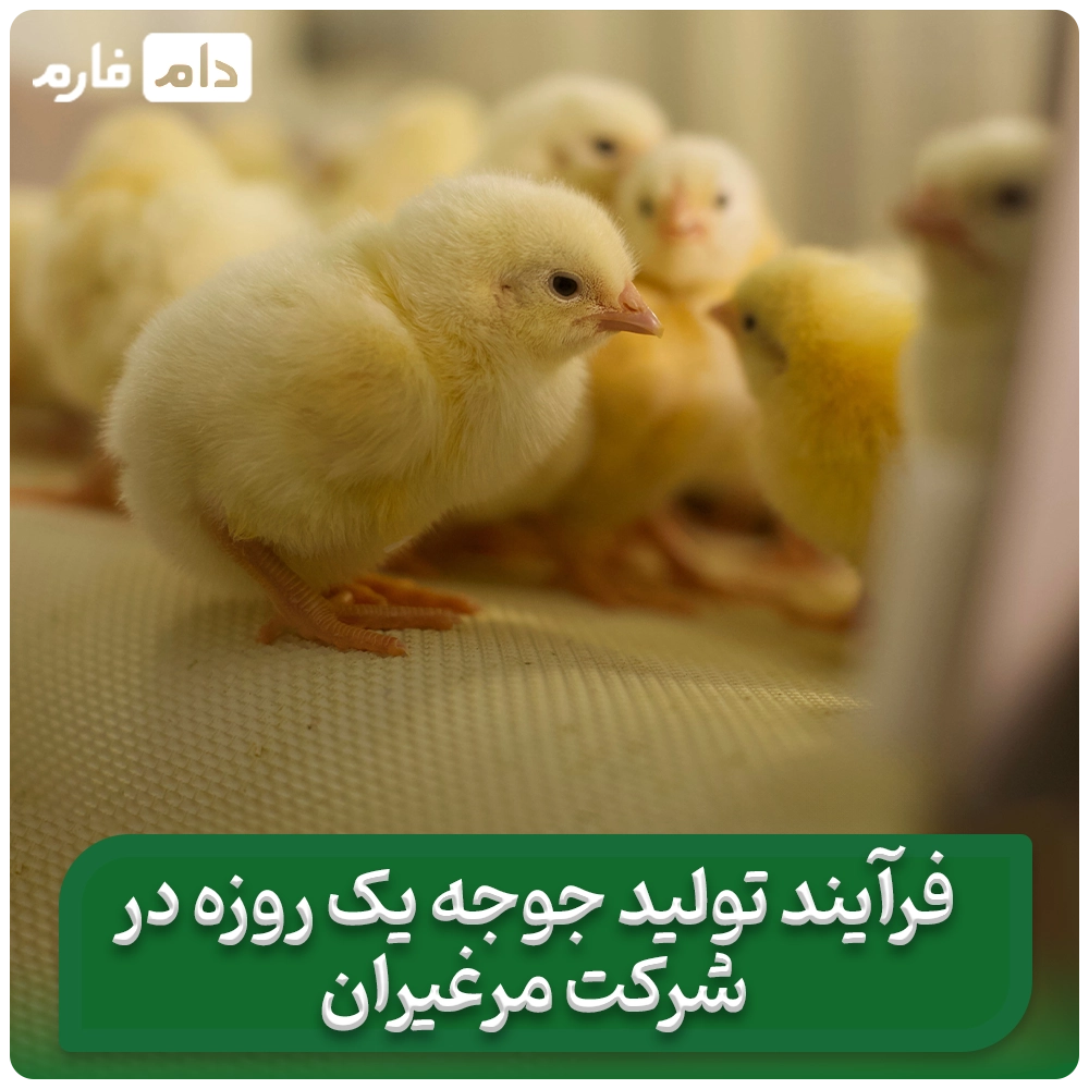 Buying-one-day-old-chicks-from-Marghiran-Company-