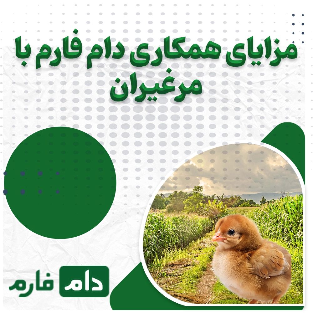 Buying-one-day-old-chicks-from-Marghiran-Company-