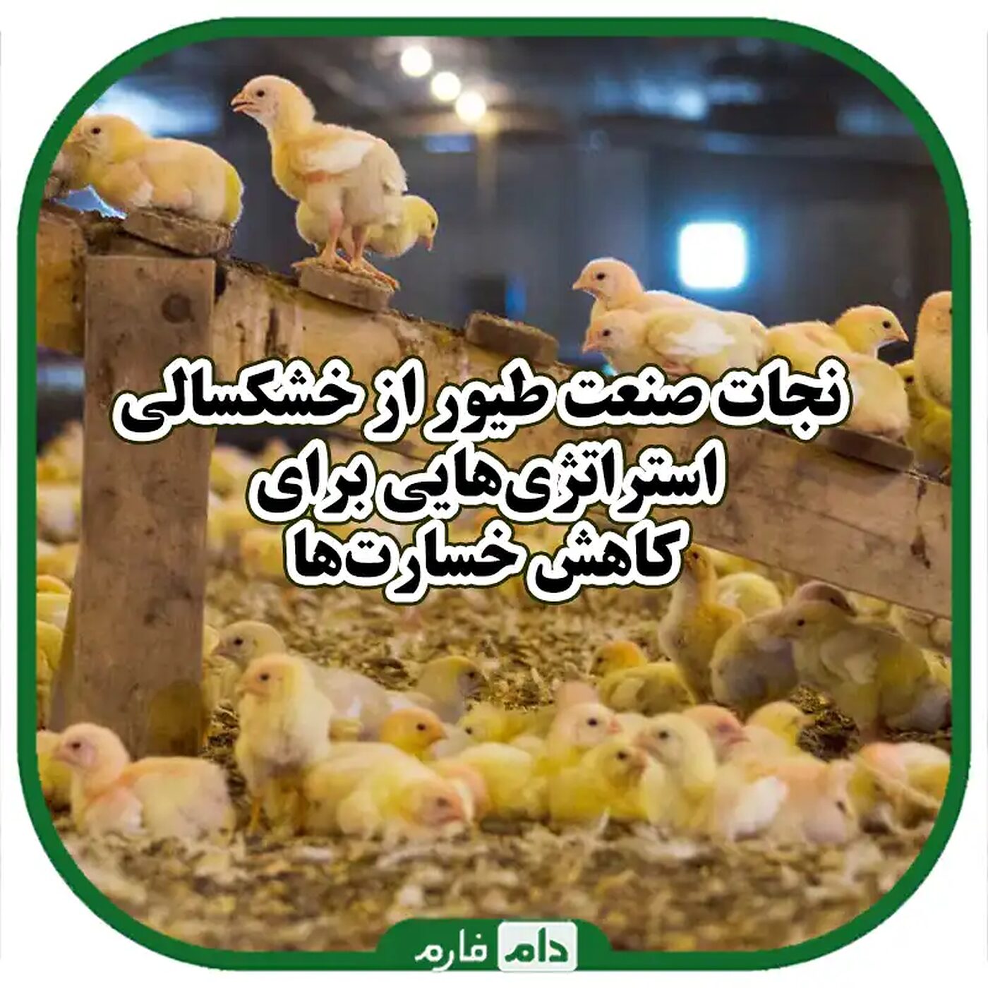 خشکسالی_در_طیور_صنعتی_و_روش‌های_مقابله_با_آن