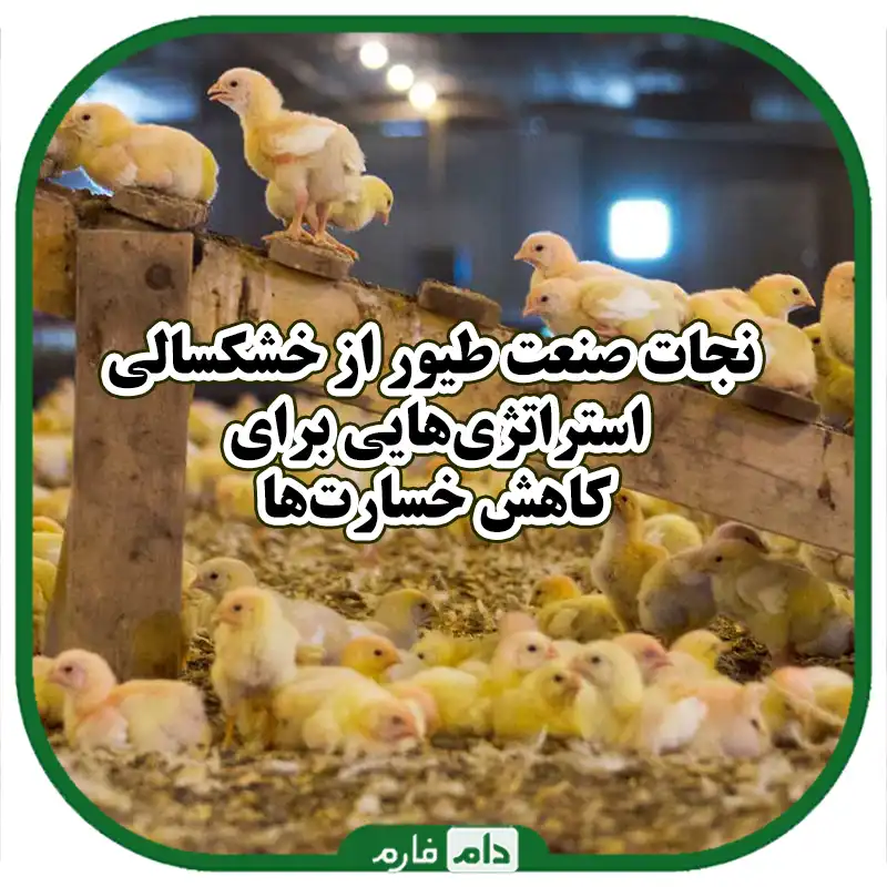 خشکسالی_در_طیور_صنعتی_و_روش‌های_مقابله_با_آن