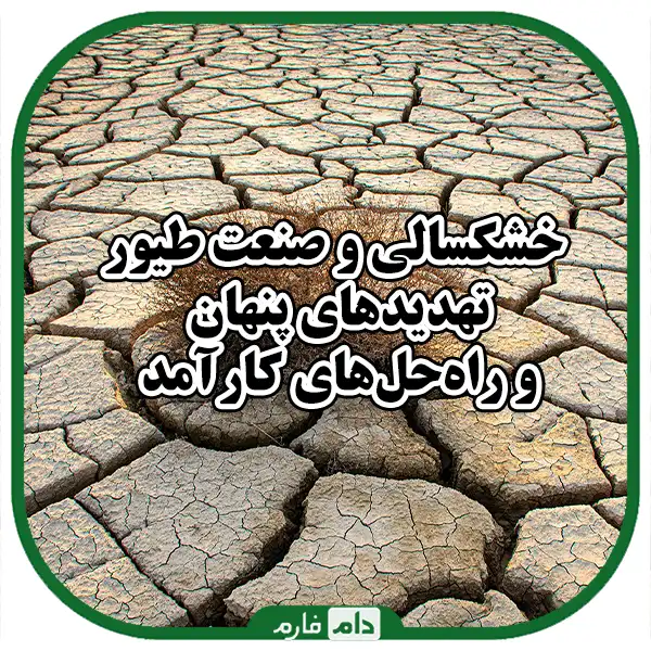 Drought-on-industrial-poultry-and-methods-to-deal-with-it