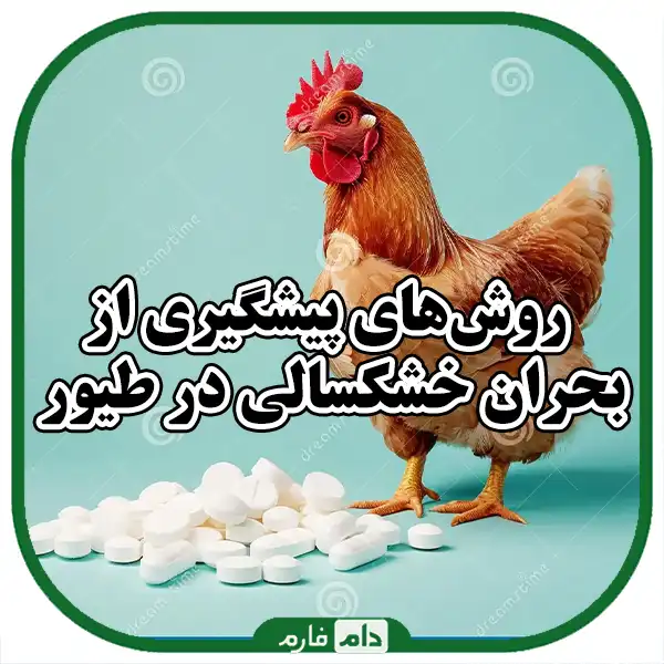 Drought-on-industrial-poultry-and-methods-to-deal-with-it