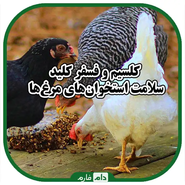 Minerals-and-calcium-in-the-health-of-chicken-bones