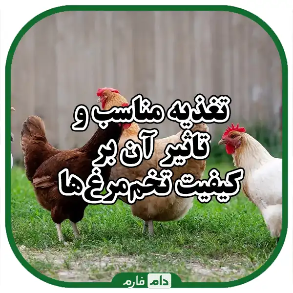 Minerals-and-calcium-in-the-health-of-chicken-bones