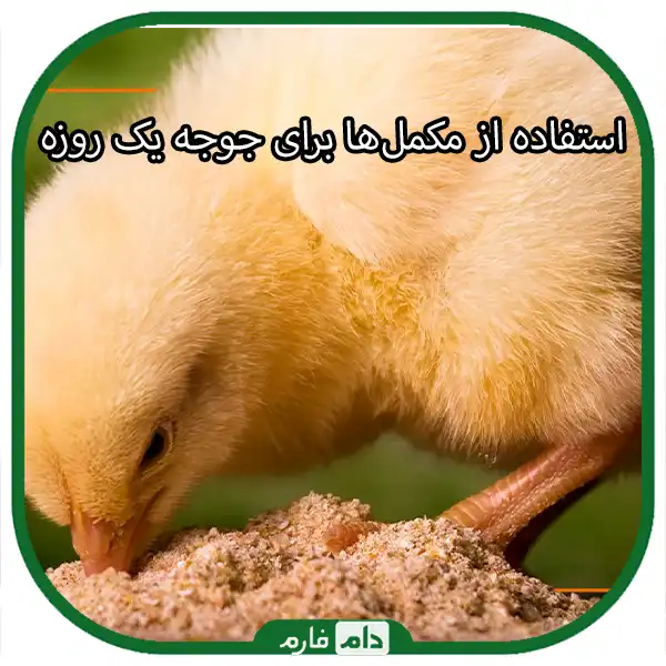 Introduction-of-strengthening-foods-for-day-old-chickens