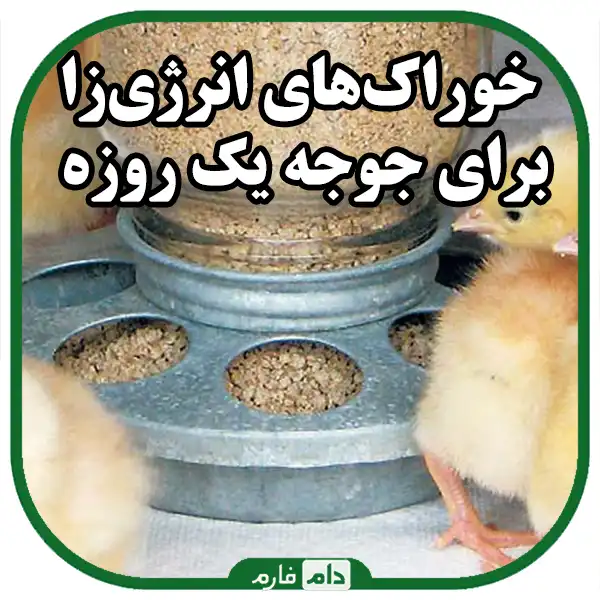 Introduction-of-strengthening-foods-for-day-old-chickens