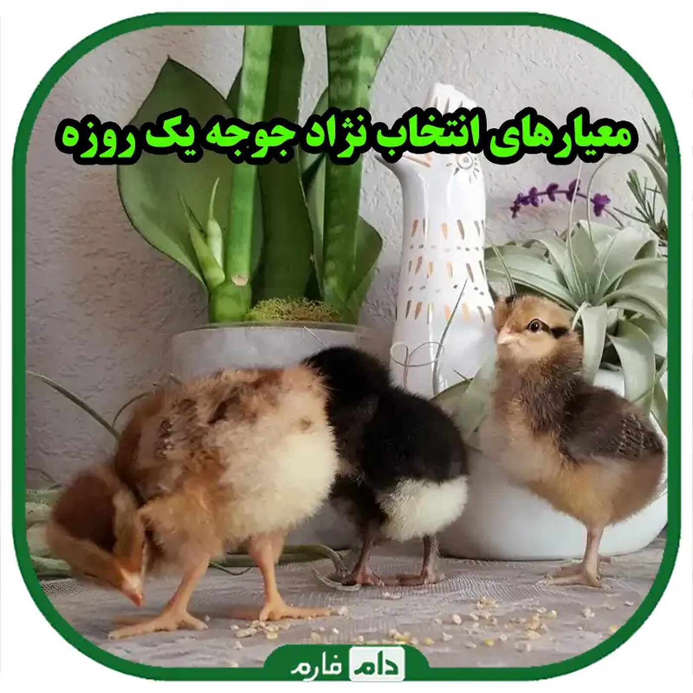 نژادهای_جوجه_یک_روزه_:_انتخابی_برای_سود_بیشتر