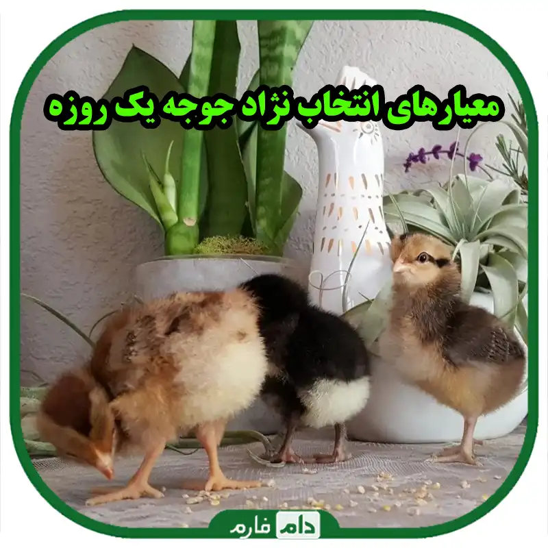 نژادهای_جوجه_یک_روزه_:_انتخابی_برای_سود_بیشتر