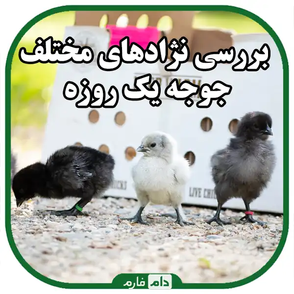 Day-old-chicken-breeds:-a-choice-for-more-profit