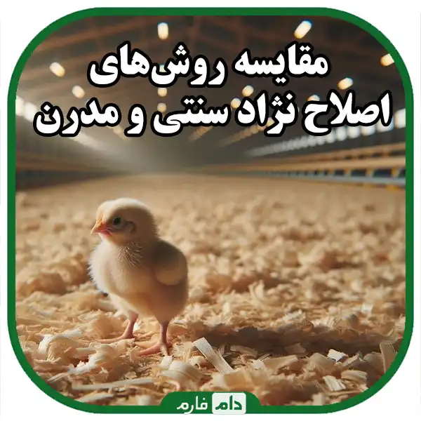 Development-in-day-old-chicken-breeding-:-from-traditional-to-modern