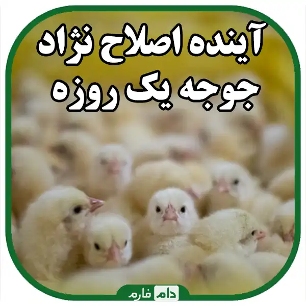 Development-in-day-old-chicken-breeding-:-from-traditional-to-modern