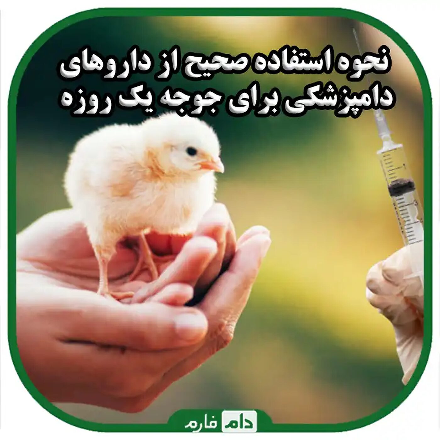 نحوه_استفاده_صحیح_از_داروهای_دامپزشکی_برای_جوجه_یک_روزه