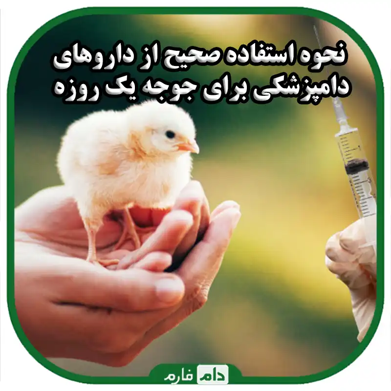 نحوه_استفاده_صحیح_از_داروهای_دامپزشکی_برای_جوجه_یک_روزه